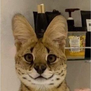 Meet your Posher, Arose